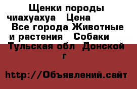 Щенки породы чиахуахуа › Цена ­ 12 000 - Все города Животные и растения » Собаки   . Тульская обл.,Донской г.